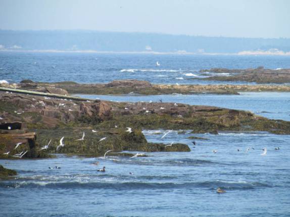 Gaiovotas sobrevoam ilhota no Acadia National Park, no Maine, nos Estados Unidos